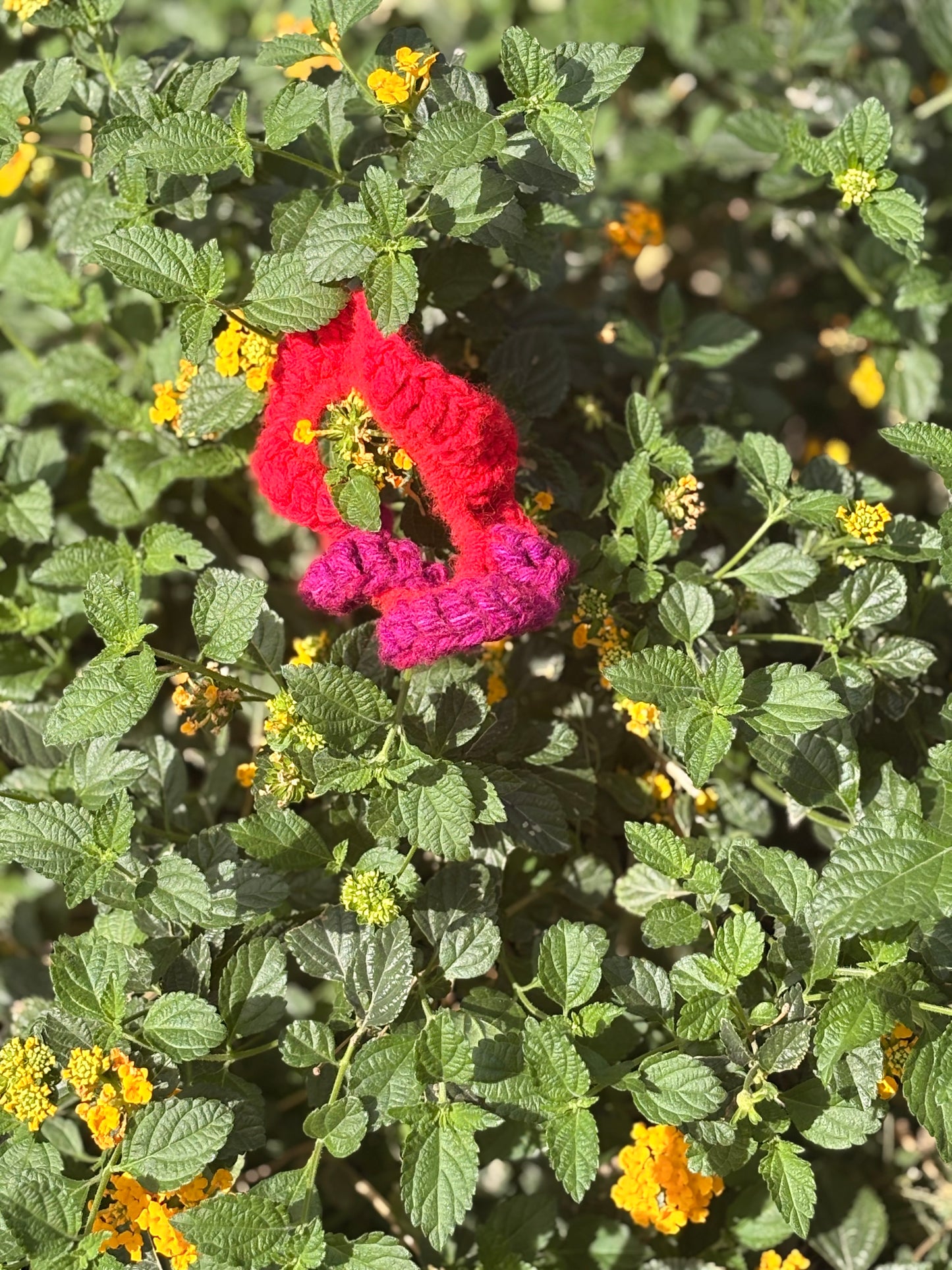 Raspberry
